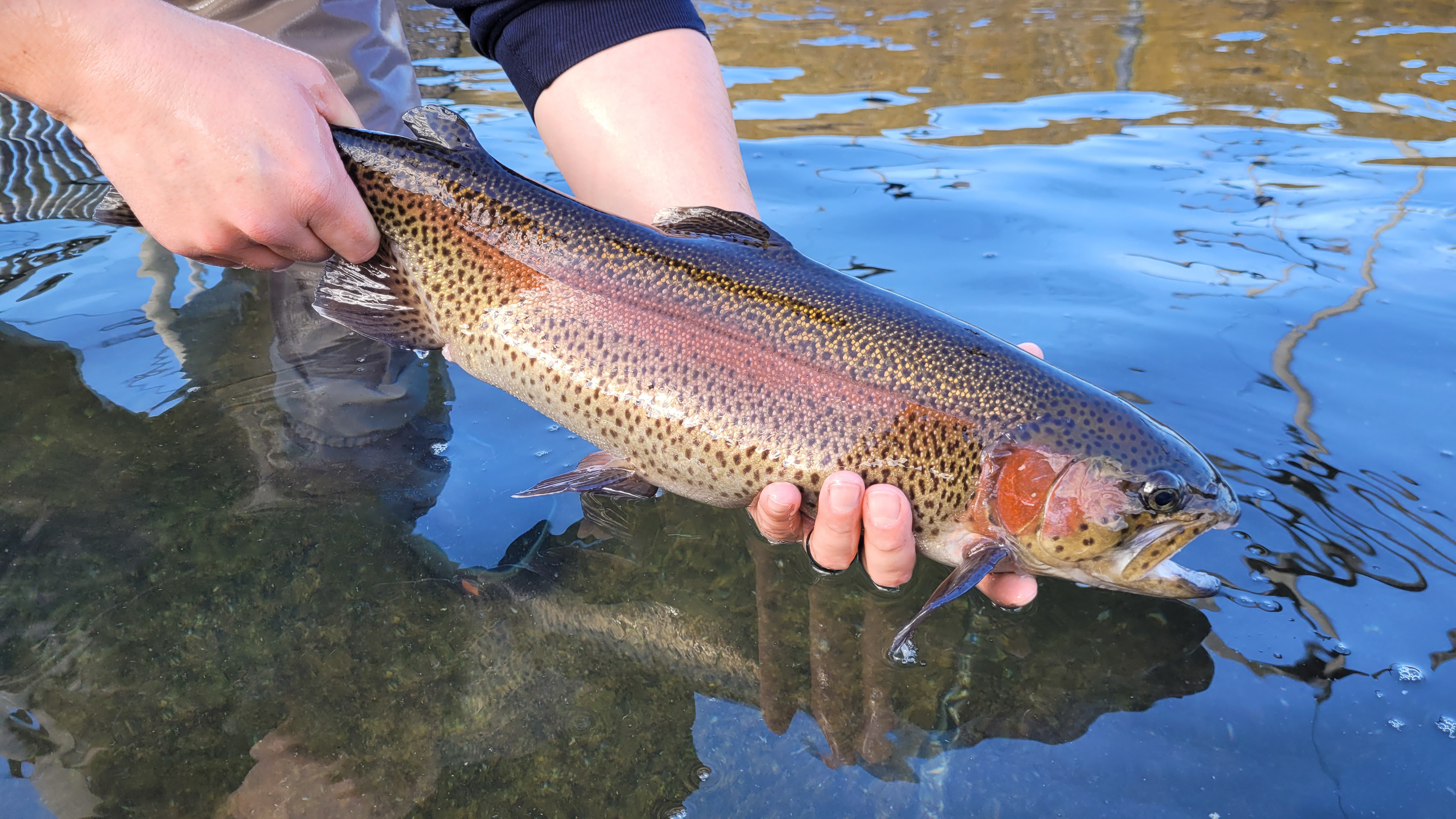 Trout fishing near deals me